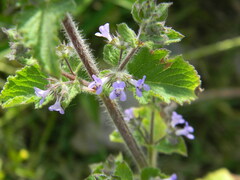 Lamiaceae