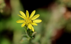 Osteospermum muricatum