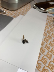 Myzinum quinquecinctum