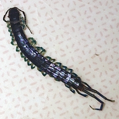 Scolopendridae
