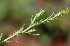 Osteospermum muricatum