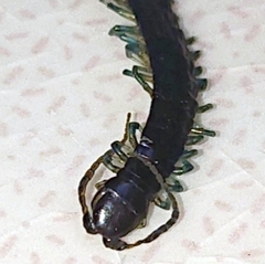 Scolopendridae