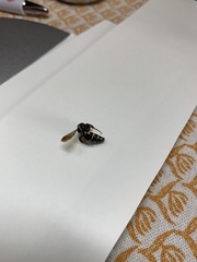 Myzinum quinquecinctum