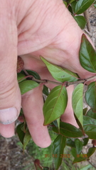 Cephalanthus natalensis