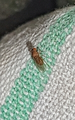 Drosophila repleta
