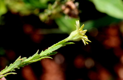 Osteospermum muricatum