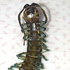 Scolopendridae