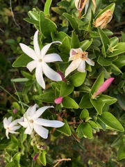 Jasminum multipartitum