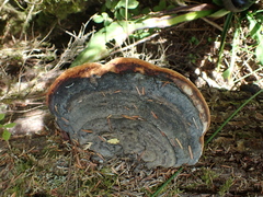 Fomitopsis mounceae
