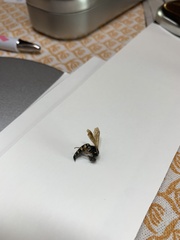 Myzinum quinquecinctum