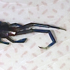Scolopendridae