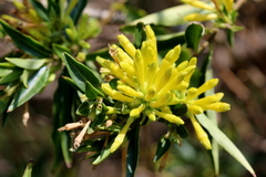 Cestrum laevigatum