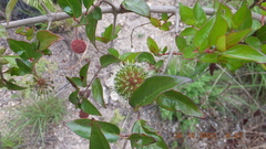 Cephalanthus natalensis