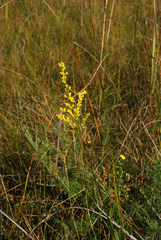 Solidago uliginosa