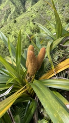 Freycinetia arborea