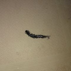 Scolopendridae
