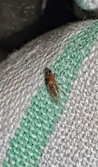 Drosophila repleta