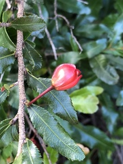 Jasminum multipartitum