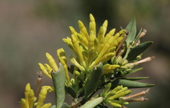 Cestrum laevigatum