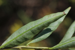 Cestrum laevigatum
