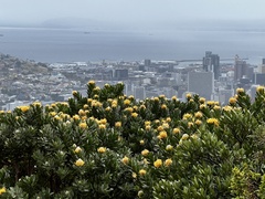Leucospermum conocarpodendron conocarpodendron