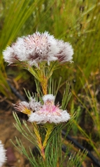 Serruria phylicoides