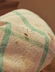 Drosophila repleta