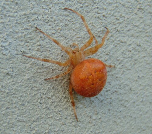 križiak obyčajný (Araneus diadematus)