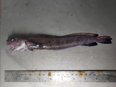 Enchelyopus cimbrius