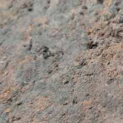 Armadillidium vulgare