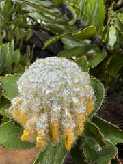 Leucospermum conocarpodendron conocarpodendron