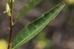 Cestrum laevigatum