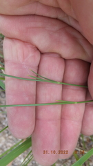 Kohautia amatymbica
