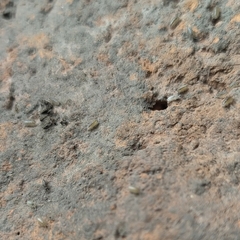 Armadillidium vulgare