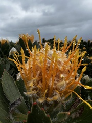 Leucospermum conocarpodendron conocarpodendron