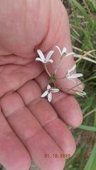 Kohautia amatymbica