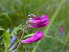 Vicia villosa pseudocracca