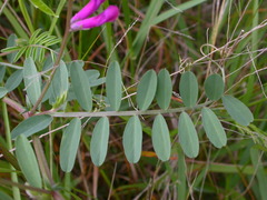 Vicia villosa pseudocracca