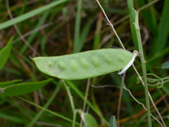 Vicia villosa pseudocracca