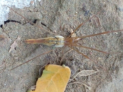 Tetragnatha montana