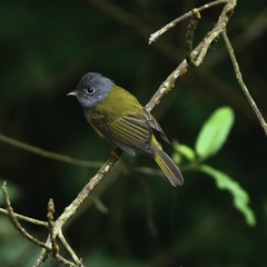 Culicicapa ceylonensis