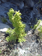 Galium tomentosum