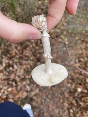 Amanita junquillea