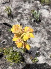 Pterygodium acutifolium