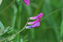Vicia villosa pseudocracca