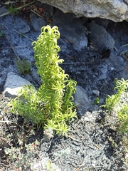 Galium tomentosum