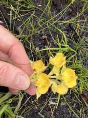 Pterygodium acutifolium