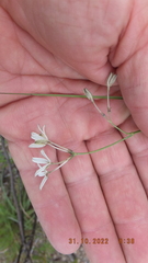 Kohautia amatymbica