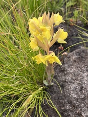 Pterygodium acutifolium