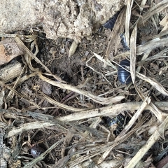 Armadillidium vulgare